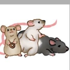 찍찍이 바글바글🐀🐁🐁🐁