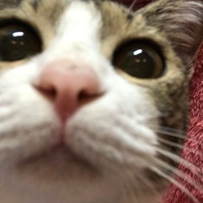 ryojibaby1's profile picture. 少しの手間を楽しむ生活してるおじさん 家族、ウチ猫、キャンプなど 子供の部活で吹奏楽にハマりGreen Ray Saxophone Quartet(グリンレイサクソフォンカルテット)とRag Tag(ラグタグ)ファン ぐりんぴーす TAG