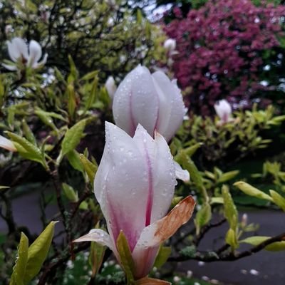 DreadedSpeech's profile picture. 