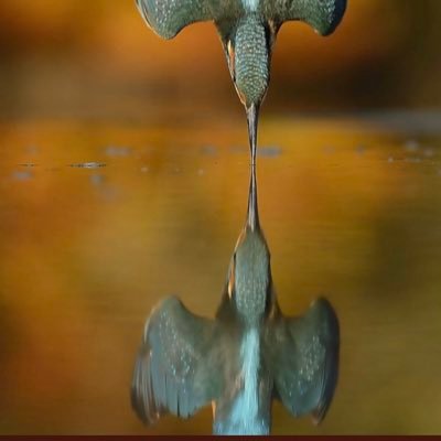 devrim64690316's profile picture. What a pity !