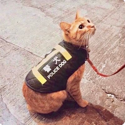 You mustn't be afraid to dream a little bigger, darling. Writer/academic. Predominately tweets/retweets about sports. #RCTID #PTFC. Also, cats. Lots of cats.
