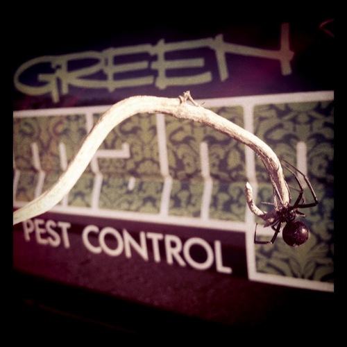 GreenMangoPest's profile picture. ARIZONAS FINEST PREMIUM POWER-SPRAY SERVICE!