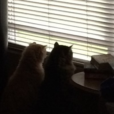 PaulaP45732980's profile picture. Defend our country against DJT, Lover of animals. Wife💕mother💕grandmother💕 LGBTQ💕 EQUALITY4ALL! No DM https://t.co/eJ3gNlHSb0 - paulap1366