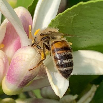 Passionate about plants and animals and insects. In despair over our disregard for this planet. Living on the land of the Dharug and Gundungurra. Vote YES.