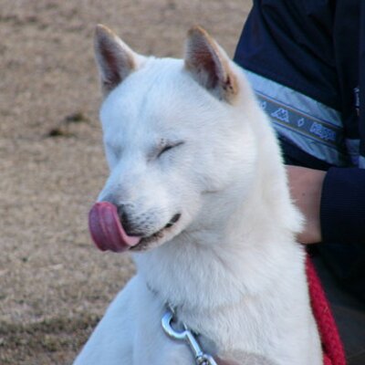 坂野真一 Sakanosi Twitter