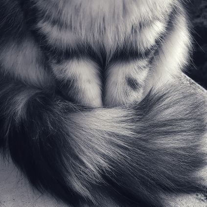 SilverPatounes Profile Picture