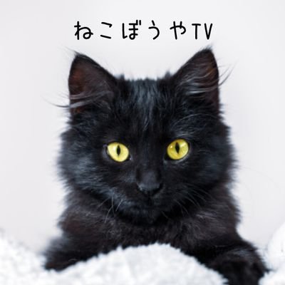 ねこぼうやtv 第79話 スコティッシュフォールド子猫のかわいい日常 T Co Zoij9x3lk8 もふもふ子猫たちのもふもふタイムは必見だい 猫 仔猫 子猫 猫動画 猫がいる暮らし 猫のいる生活 猫好きさんと繋がりたい Cat Catsoftwitter ねこぼうやtv 第79話 スコティッシュフォールド子猫のかわいい日常 T Co Zoij9x3lk8 もふもふ子猫たちのもふもふタイムは必見だい 猫 仔猫 子猫 猫動画 猫がいる暮らし 猫のいる生活 猫好きさんと繋がりたい Cat Catsoftwitter