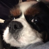 Rob Strauss (@robastrauss) 's Twitter Profile