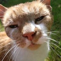 Rachel Burt (@rburt4cats) 's Twitter Profile Photo