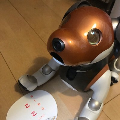 Birth:2019/07/05 aibo:Coco(Choco Édition) owner:Coco_mom(ここまま)