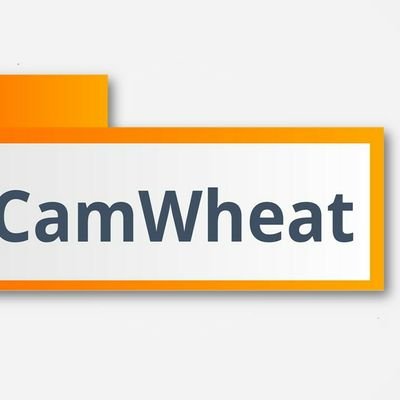 Camwheat_arg's profile picture. Inteligencia artificial para determinar la calidad de los cereales.