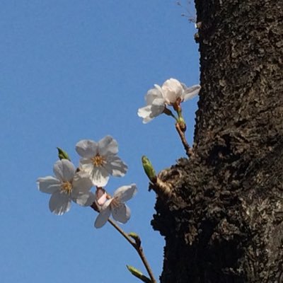 KpYeg3's profile picture. 家族、故郷、日本を愛する平凡な60代サラリーマン。３年間の滞米期間中にCGSで目から鱗を落としてきましたが、最近は参政党員への配信メール赤坂ニュースで最新状況を抑えつつグローバリストと対峙していこうと決意。