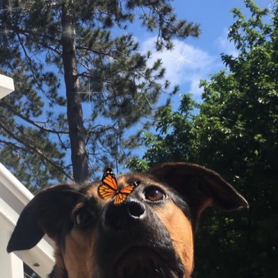 crackpolarbear's profile picture. peanut butter chocolate, great when separate, but when they combine they make the morning time epic (morning time epic, morning time epic) R double E S E S yes