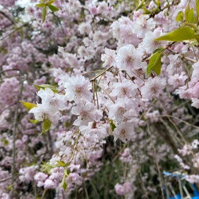 賢者屋主催の学生団体総選挙運営事務局をやっております！ エントリーだけでなくもうすぐ観覧者も募集を始めます、熱い想いを肌で感じませんか？ 大学3年 学生団体study for twoに所属