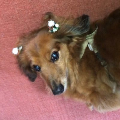 劇団☆新感線好き♡ 客演の役者さんにハマるクセ有。※スリルミーにハマって抜け出れない🦖※ネタバレ、無言フォローはご容赦ください💦