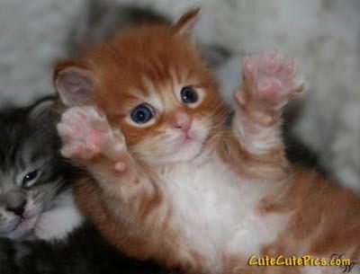 LiveHonkWin's profile picture. 