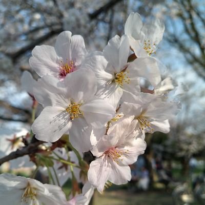 さるさんのプロフィール画像