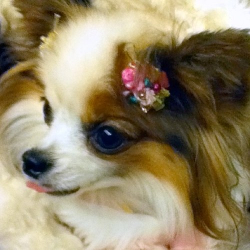 Papillo74938991's profile picture. パピヨンをこよなく愛する関西人です。
愛犬のキラ可愛いでしょ〜