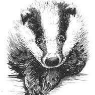 Species: Gatherous Statius, Favoured habitat: Scorebox, Favourite food: Cricket tea