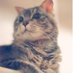 Hiroko Yabe (@bookoomoo) Twitter profile photo Hiroko Yabe (@bookoomoo) Twitter profile photo