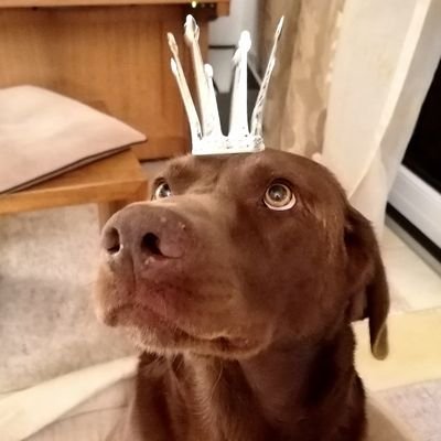 bruno_the_lab Profile Picture