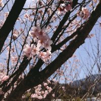 本前　里桜 (@rio_motoma) Twitter profile photo