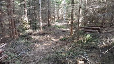 Kantasuomalainen metsän omistaja, jonka juuret ovat Päijät-hämeessä.