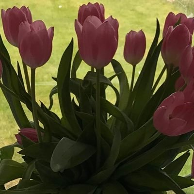 NewAnAn1's profile picture. 学习英语，走出埃及 Learn English for Exodus. 安安，英籍博士，先生宝宝都是英国人，安安在英国的家里家外完全讲英语  对羡慕嫉妒恨的长舌妇长舌男，一律拉黑！ 对不起！