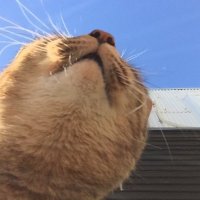 こまめ (@komame_kurukoma) 's Twitter Profile Photo