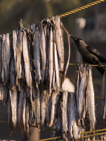 ABoomla's profile picture. 