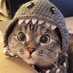 WhatDaCat (the Sagittarius kitty ♐) (@sag_kitty) Twitter profile photo WhatDaCat (the Sagittarius kitty ♐) (@sag_kitty) Twitter profile photo