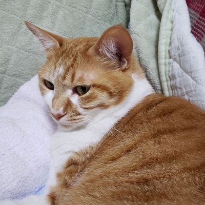 mP5WrcnZYqEbJcp's profile picture. 猫なで声が好き