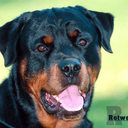 Bruce Humphrey - @petuniasdogdad - Twitter