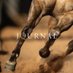 AQHA Journal (@AQHAJournal) Twitter profile photo