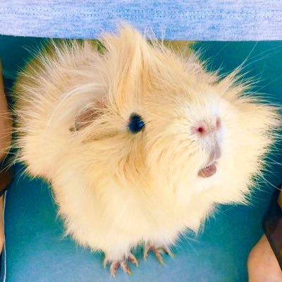 モルモットのゴジラくん おくちがそれはそれは可愛いゴジラくん ペルビアンモルモット モルモット もるもっと モルモットのいる生活 モルモットかわいい ゴジラ ゴジラくん ゴンちゃん ふわもこ部 ぼさぼさ部 Godzilla Guineapig