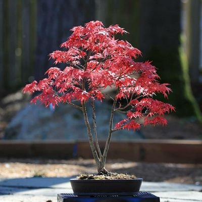 All about maples!                                                    

YouTube Channel: https://t.co/tATxrqTTnz

for more Japanese Maple trees! 🍁🍁🍁