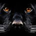 Medina Valley Athletic Boosters (@athleticmedina) Twitter profile photo Medina Valley Athletic Boosters (@athleticmedina) Twitter profile photo
