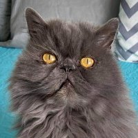 🇨🇦 Zoe, the Bitchy Little Persian 🇨🇦 🌊(@theBitchyFeline) 's Twitter Profile Photo