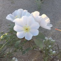 Anita Neeter Nita Whatever (@anitagdavis06) 's Twitter Profile Photo