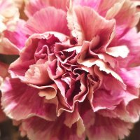 Anne Williams (@annew_ct_mr) 's Twitter Profile
