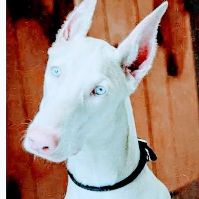 Herbertyiga1's profile picture. kind