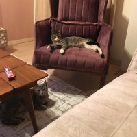 Animal charity (@worldanimalpro2) 's Twitter Profile