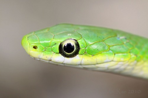 jake the snake Profile