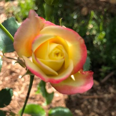 justdeb701's profile picture. 