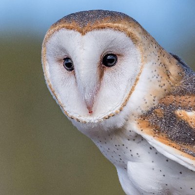 Lic en derecho
Quiero un aviario de 🦉