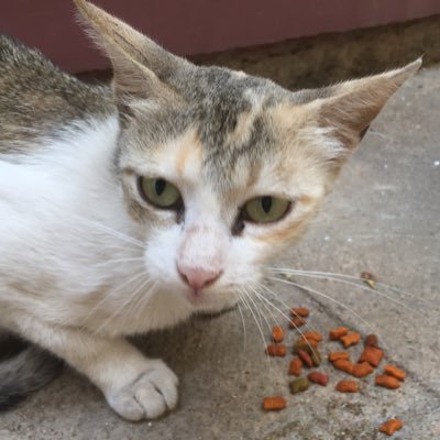 doctorwho198's profile picture. A normal guy whose interests are varied and always short lived.