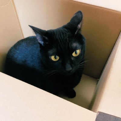 黒 髪の毛が芋の皮で染まると思ってる猫 Kuronekosidosan Twitter 黒 髪の毛が芋の皮で染まると思ってる猫 Kuronekosidosan Twitter