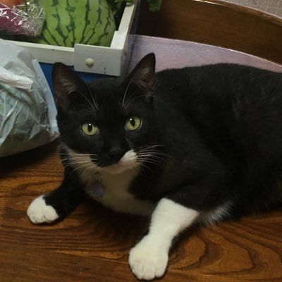 迷子猫こなつ 静岡市葵区吉津 Hukunyan9 Twitter 迷子猫こなつ 静岡市葵区吉津 Hukunyan9 Twitter