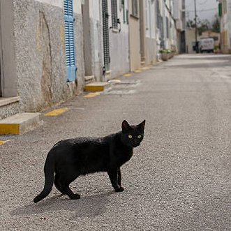 Prowling through the alleyways