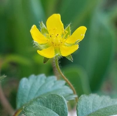 庭でお花を育てています🍀